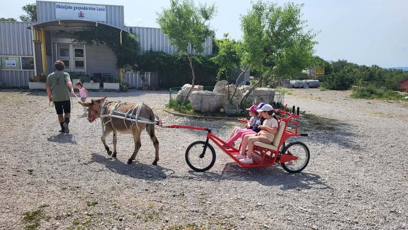 Šmrika (near Rijeka/Krk/Crikvenica) Donkey Farm Family Fun - Meeting the donkeys and learning how to handle them