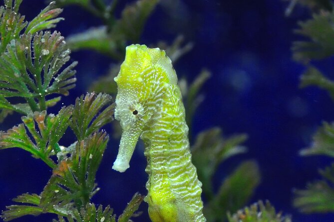 Snorkeling tour Makarska Riviera, islands of Hvar or Brač - A small boat with a partner system