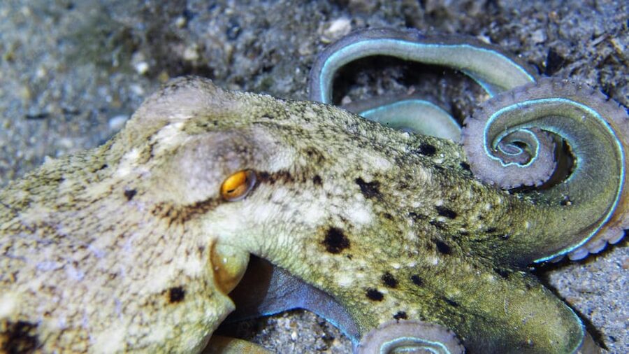 Split-Makarska-Brela Try SCUBA Dive - Should you book Bikini Dive in Brela?