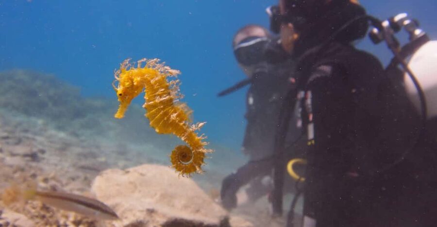 Split-Makarska-Brela Try SCUBA Dive - The small group makes a real difference