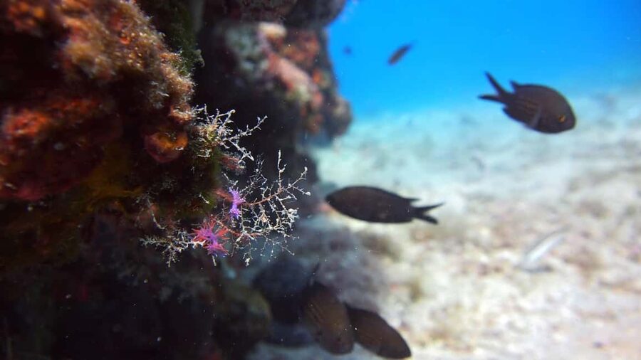 Split-Makarska-Brela Try SCUBA Dive - What you may see below the surface