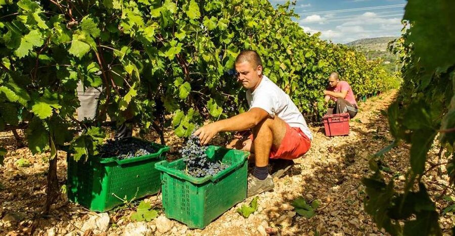 Split or Trogir: Krka Waterfalls & Wine and Food tasting - Why this Split or Trogir day trip works