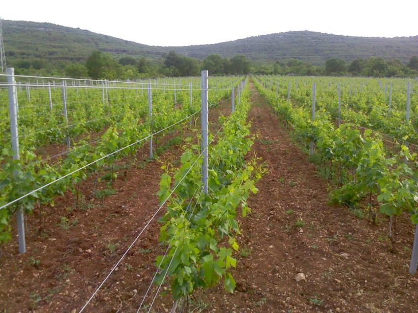 Split or Trogir: Krka Waterfalls & Wine and Food tasting - What the $88 price really covers