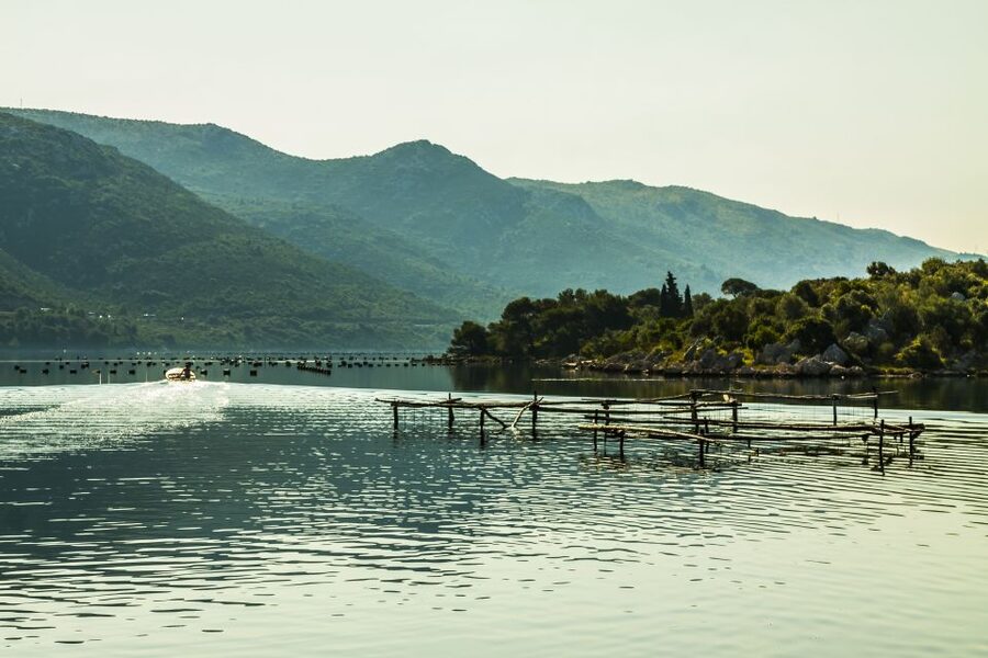 Ston Oyster & Wine Tasting Private Tour From Dubrovnik - What the $216 price really gets you