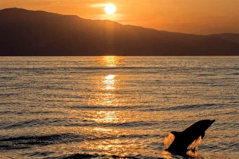 Sunset Dolphin Cruise with Dinner – Medulin Archipelago - Six details worth knowing before you book