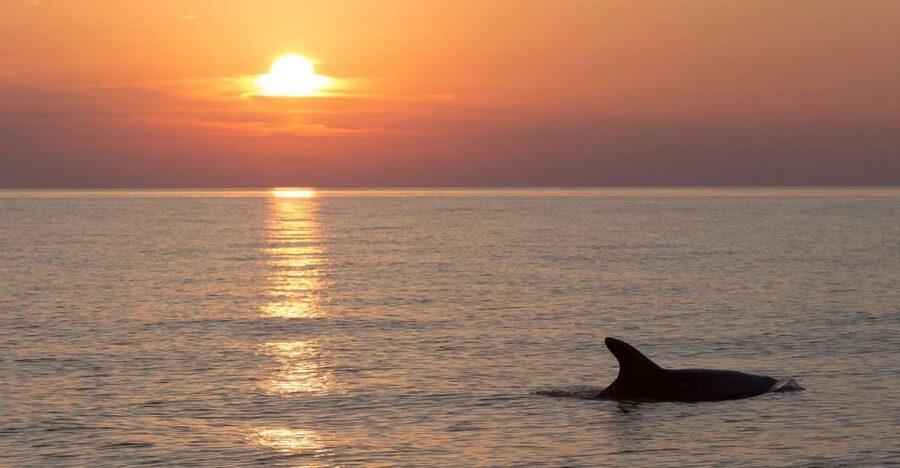 Sunset Dolphin Cruise with Dinner – Medulin Archipelago - Practical ways to enjoy the cruise