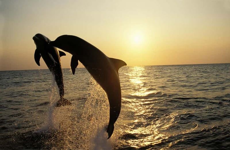 Sunset Dolphin Cruise with Dinner – Medulin Archipelago - Leaving Medulin Harbour for the open water