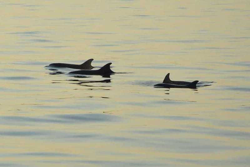 Sunset Dolphin Cruise with Dinner – Medulin Archipelago - Watching for dolphins in the Adriatic