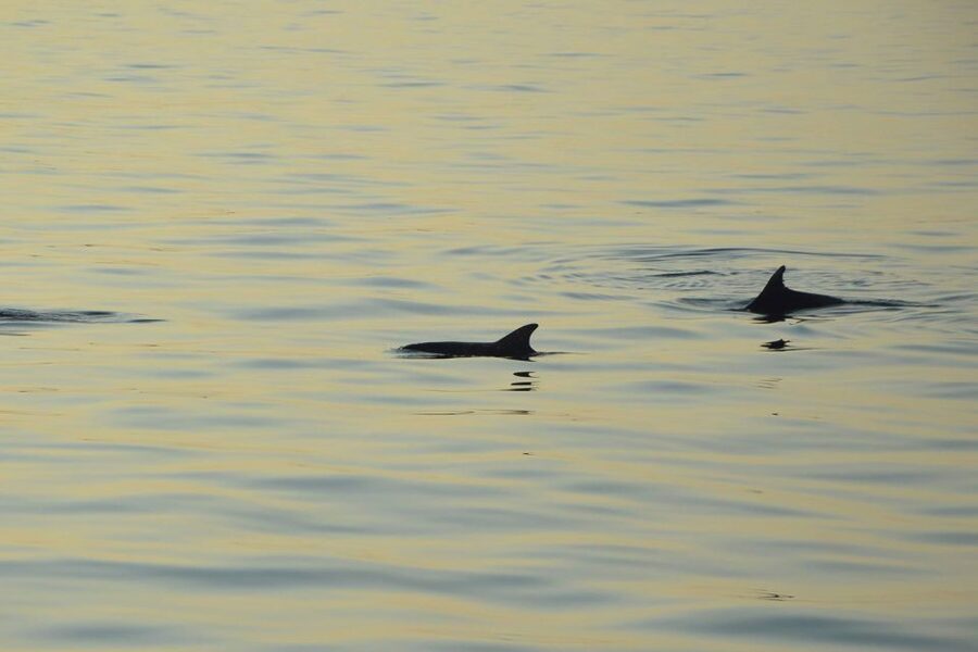 Sunset Dolphin Cruise with Dinner – Medulin Archipelago - Unlimited drinks and the real value of $45