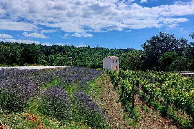 Taste of Istria - wine, brandy, vinegar, local food - Three Fingerfoods and Three Istrian Wines