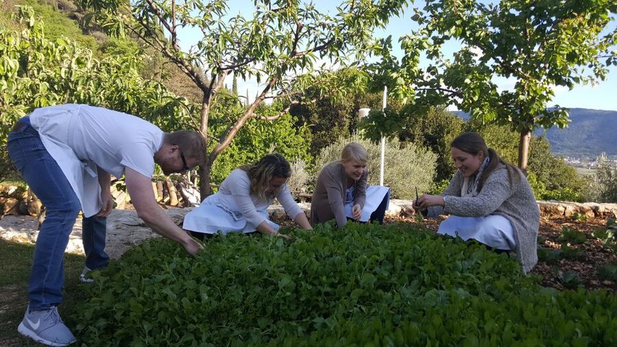Traditional Dalmatian Cooking Class from Dubrovnik - Picking vegetables and meeting the farm