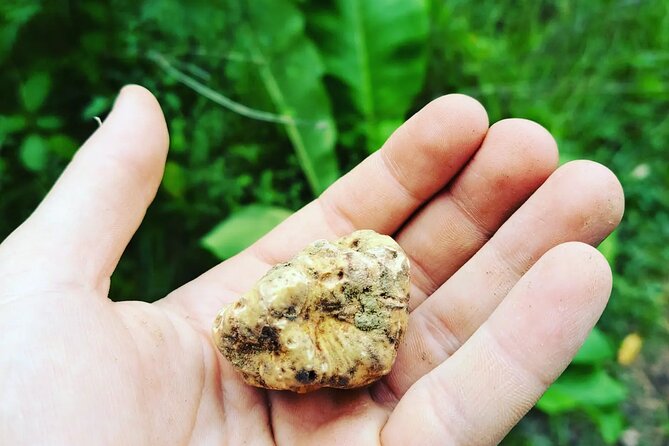 Truffle hunting adventure - Pickup, meeting point, and timing