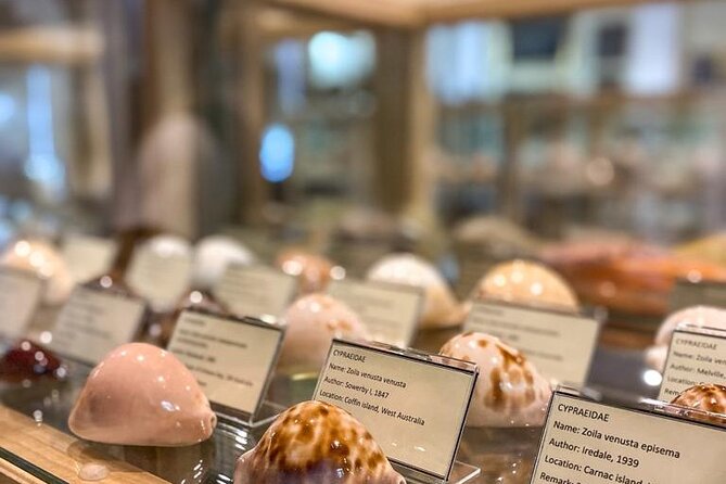 Visit Shell Museum Cavtat - Key points to know before visiting