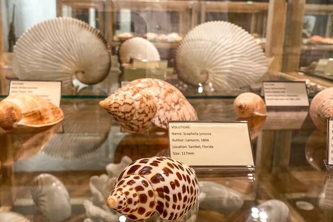 Visit Shell Museum Cavtat - What the Shell Museum in Cavtat is really like