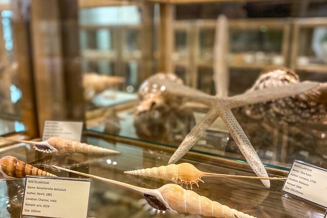 Visit Shell Museum Cavtat - The 45-minute exhibition at Glossus Humanus
