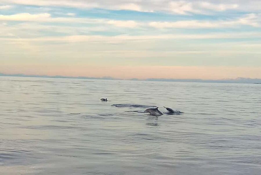 Vrsar: Dolphin Watching Boat Ride - Vrsar from the water