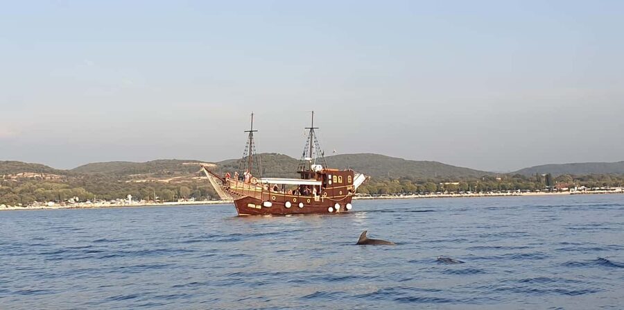 Vrsar: Dolphin Watching Boat Ride - Is $29 a good value?