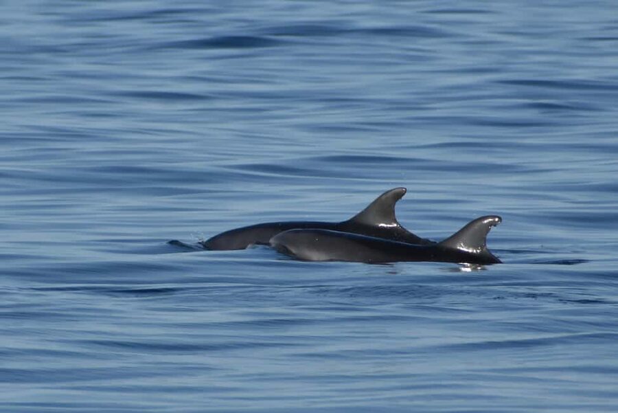 Vrsar: Dolphin Watching Boat Ride - What the captain and staff add