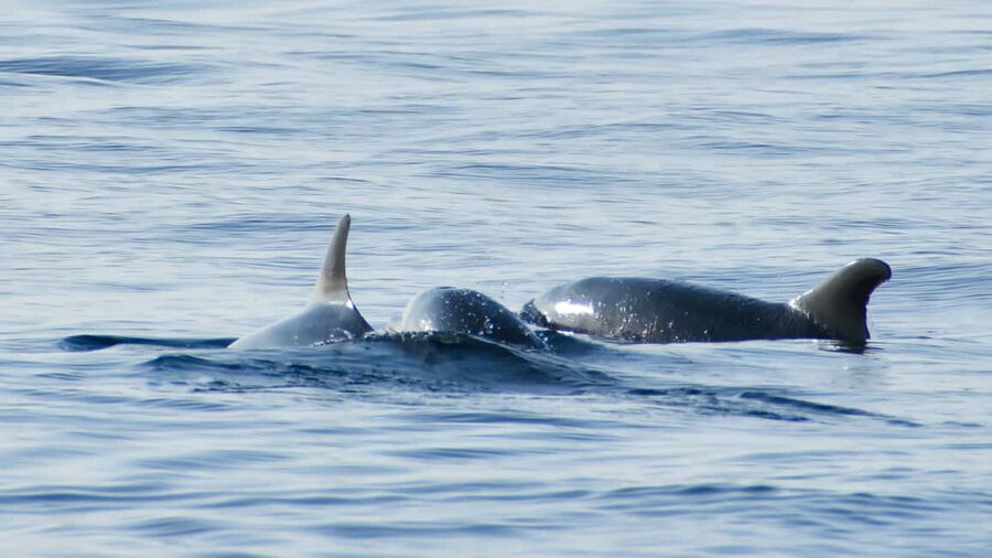 Vrsar: Dolphin Watching Boat Ride - Who will enjoy this most?