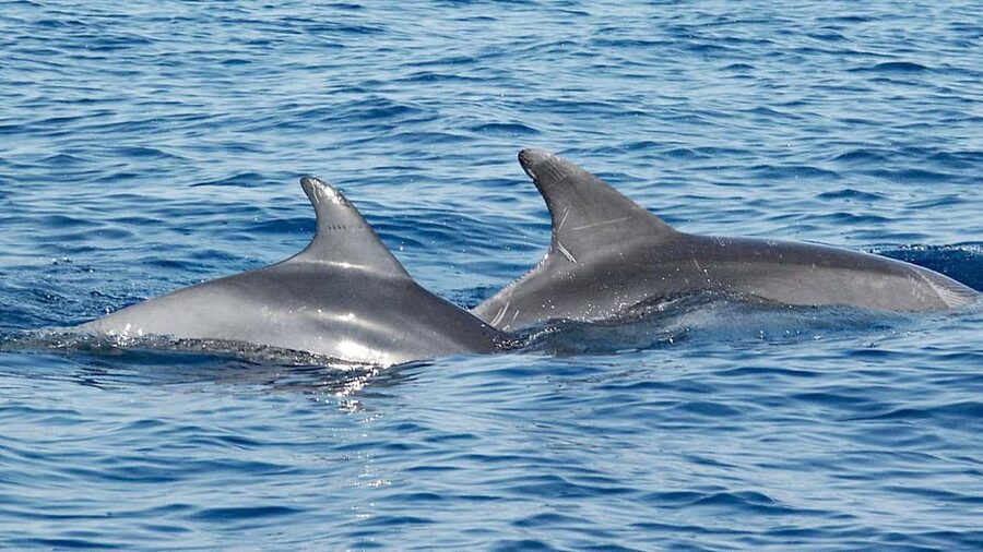 Vrsar: Dolphin Watching Boat Ride - Watching for Adriatic dolphins