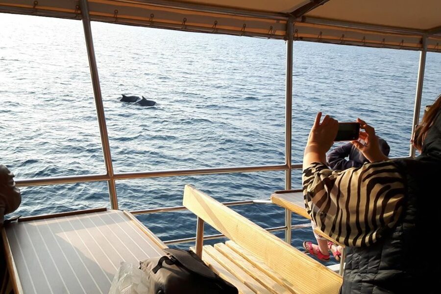 Vrsar: Dolphin Watching Boat Tour including Drinks - Key points at a glance