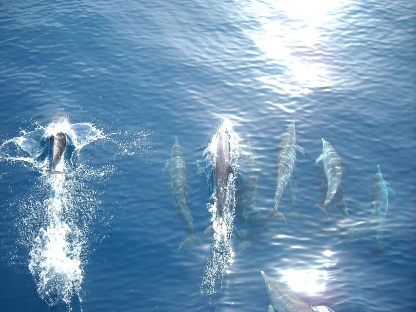 Vrsar: Dolphin Watching Boat Tour including Drinks - Leaving Vrsar port for the Istrian coast