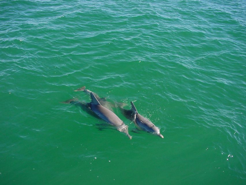Vrsar: Dolphin Watching Boat Tour including Drinks - Why the two-hour length works
