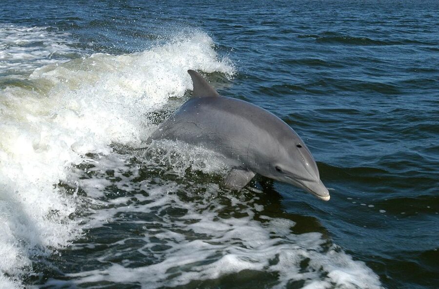Vrsar: Dolphin Watching Boat Tour including Drinks - Is $29 a good value?