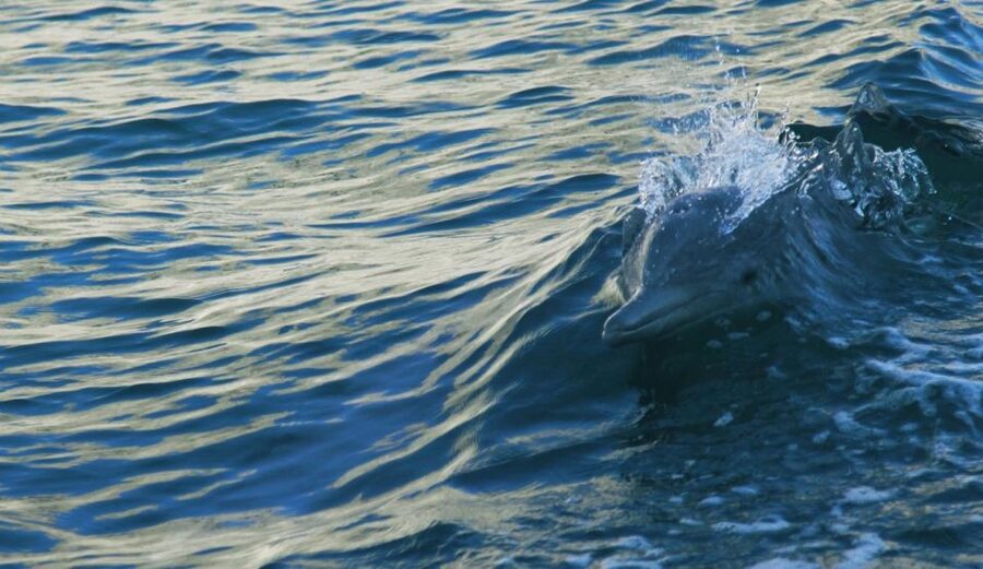 Vrsar: Dolphin Watching Boat Tour including Drinks - Should you book the Vrsar dolphin tour?
