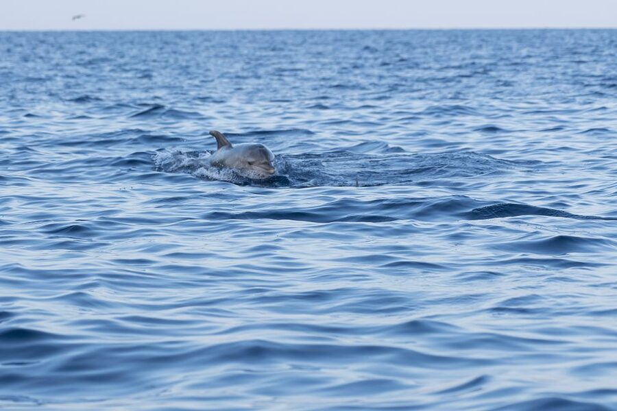 Vrsar: Dolphin-Watching Sunset Adventure with Speedboat - Key points to know before booking
