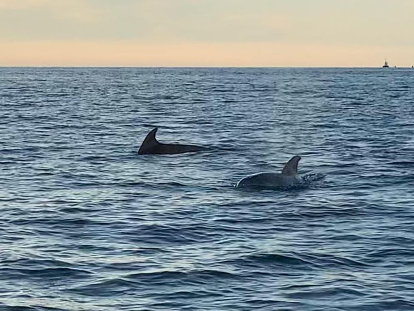 Vrsar: Dolphin-Watching Sunset Adventure with Speedboat - Timing, weather, and small practical details