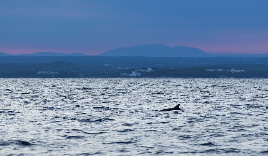 Vrsar: Dolphin-Watching Sunset Adventure with Speedboat - Guides can make or break the evening