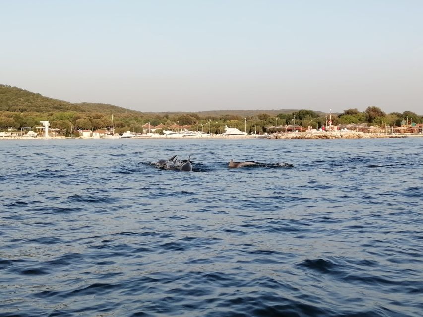 Vrsar: Dolphin-Watching Sunset Adventure with Speedboat - Families, children, pets, and accessibility
