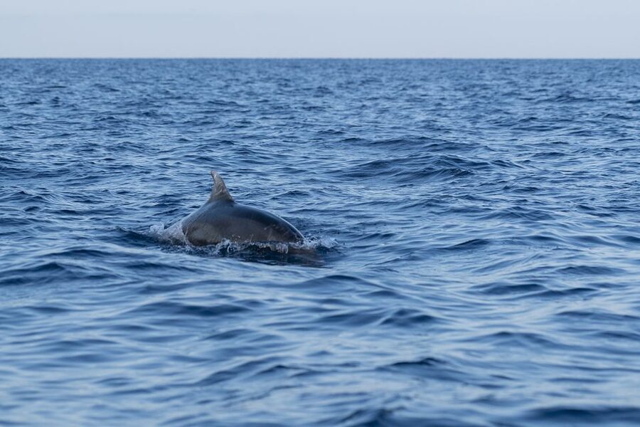 Vrsar: Dolphin-Watching Sunset Adventure with Speedboat - Is $29 a fair price?