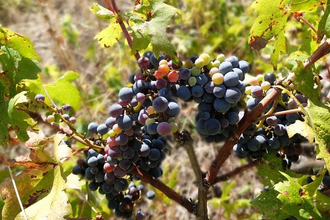 Wine Lover's Tour of Peljesac Peninsula - The return to Dubrovnik
