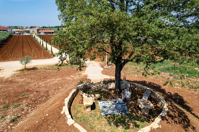 Wine picnic - The private picnic hill and its old oak tree