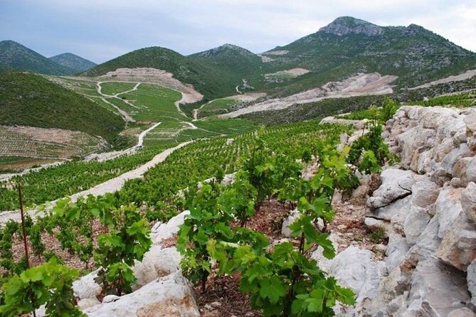 Wine tour peninsula Pelješac - The coastal road from Dubrovnik to Ston