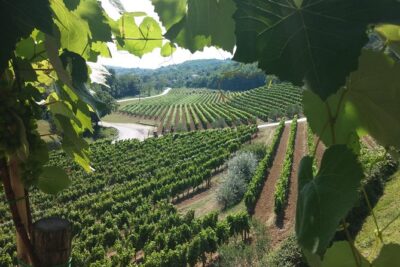 Wine Tour – The Best of Istria